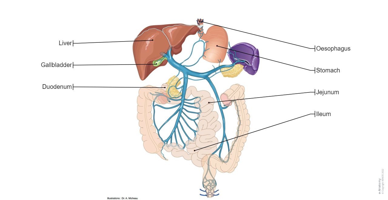 Abdomen - Veins: Hepatic portal vein, Superior mesenteric vein, Inferior mesenteric vein
