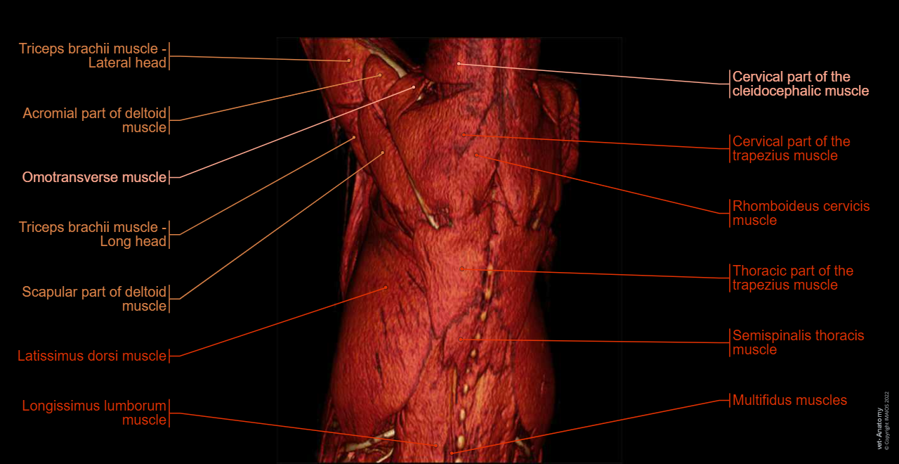 Muscles of back - Muscles of the thoracic limb (Dog): Trapezius muscle, Thoracic semispinal muscle [Semispinalis thoracis muscle], Multifidus muscles, Thoracic longissimus muscle [Longissimus thoracis muscle], Deltoid muscle