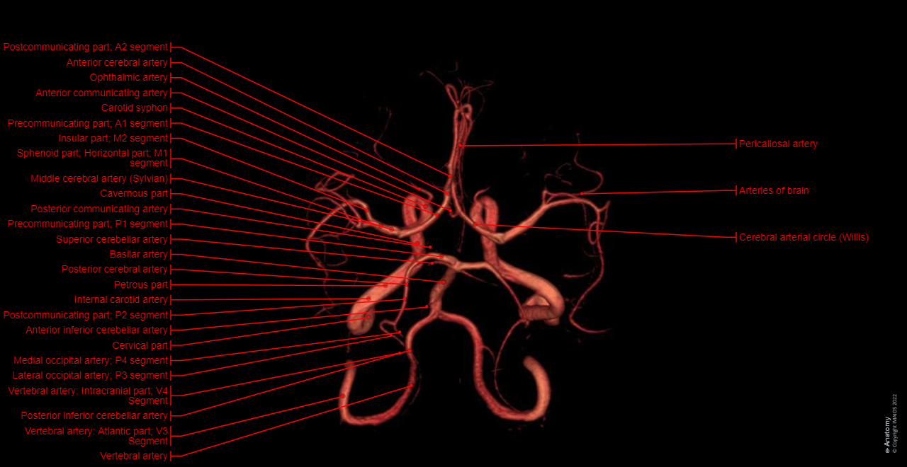 Cerebral arterial circle (Willis): Superior aspect; Vertical aspect