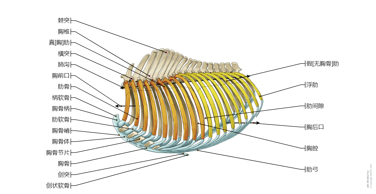 Horse - Skeletal system: Thoracic skeleton, Ribs, Costal cartilage, Sternum