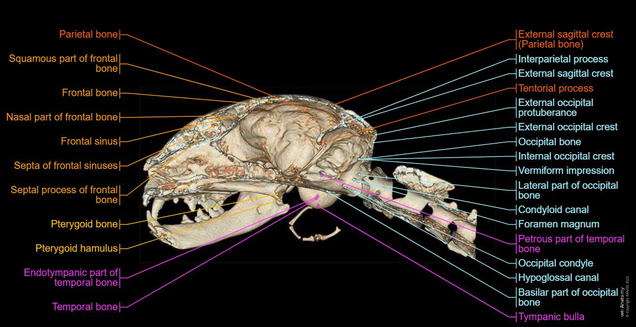 Cat Anatomy atlas: Regions of skull - 3D
