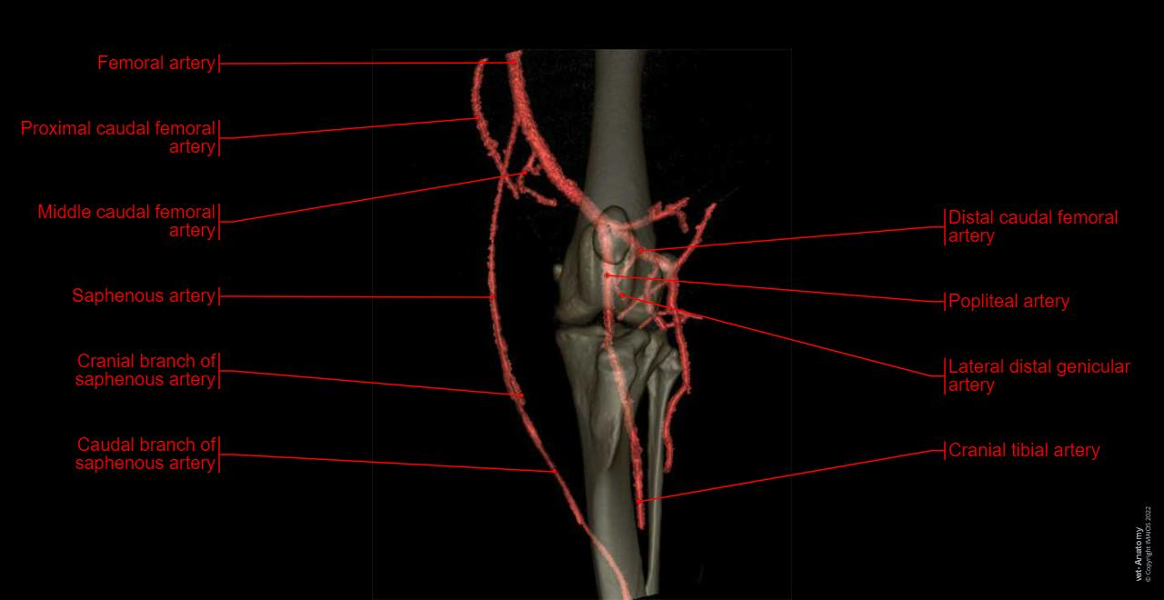 Anatomy of the canine stifle joint on CT imaging : Arteries