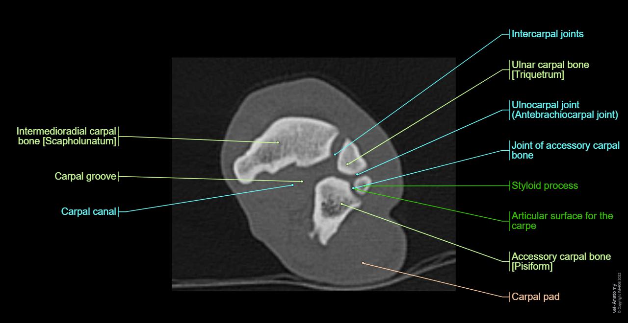 Manus and carpus anatomy of the dog on CT: Carpal bones