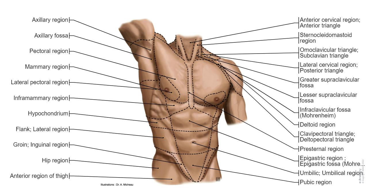Sternal Triangle Thoracic wall and breast: normal anatomy | e-Anatomy