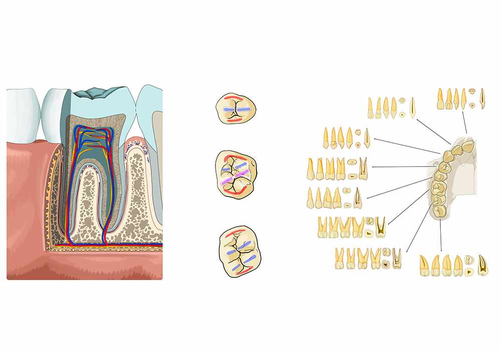 Anatomy atlas of the teeth