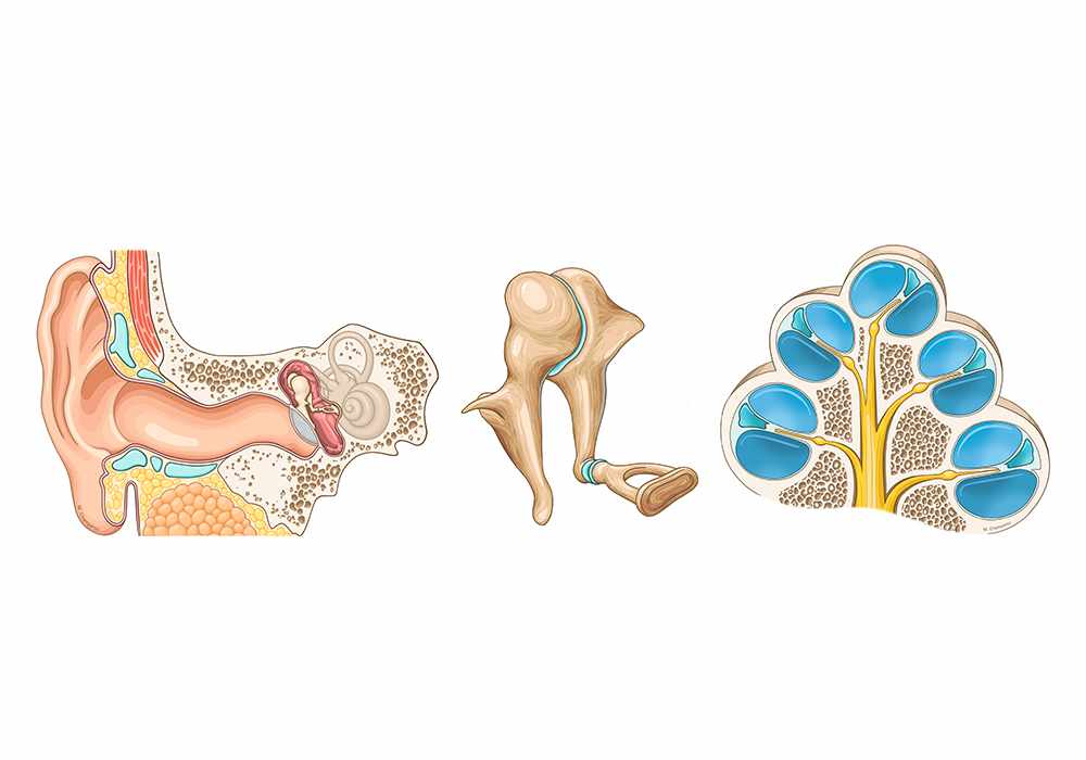 Anatomy atlas of the ear