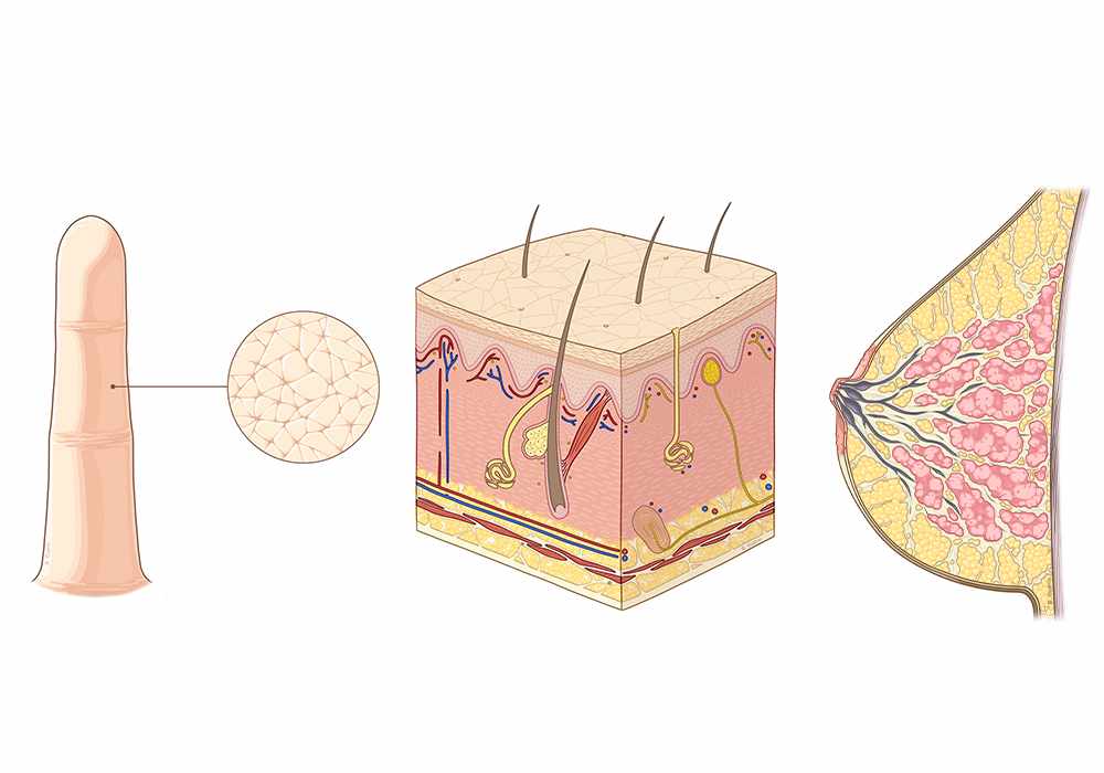 Anatomy atlas of the integument (skin, hair, skin glands)