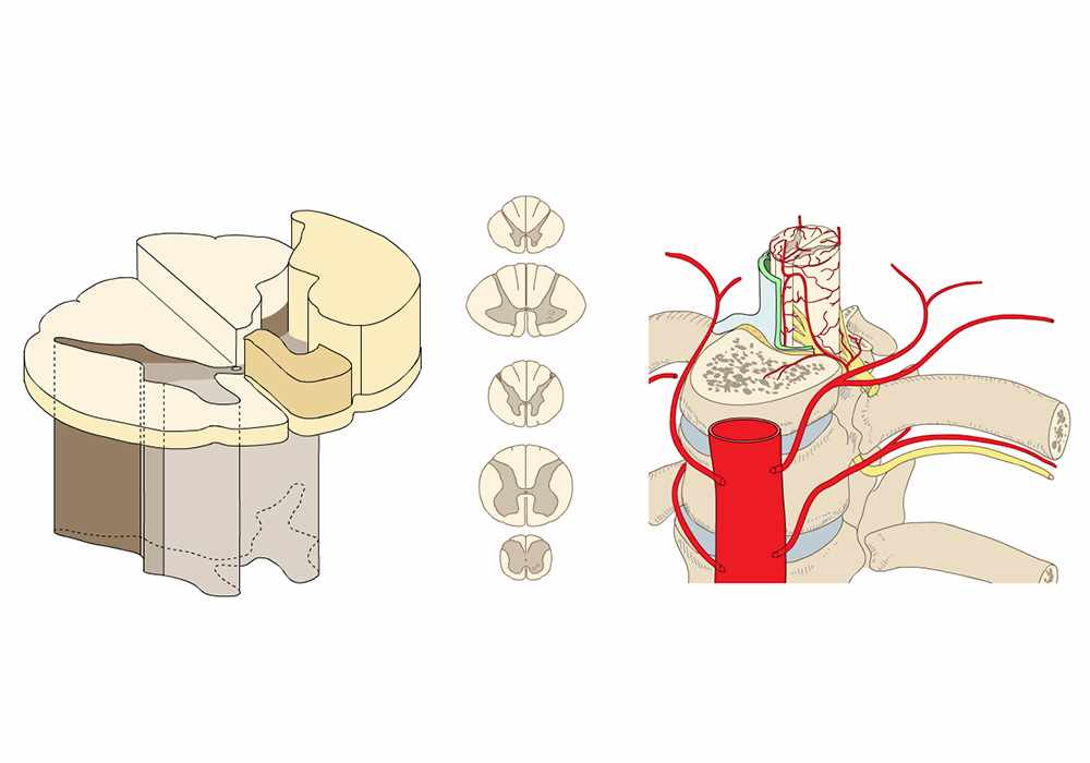 Spinal cord: Topographical and functional anatomy