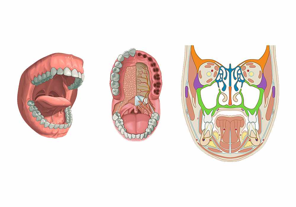 Atlas of anatomy of the oral cavity