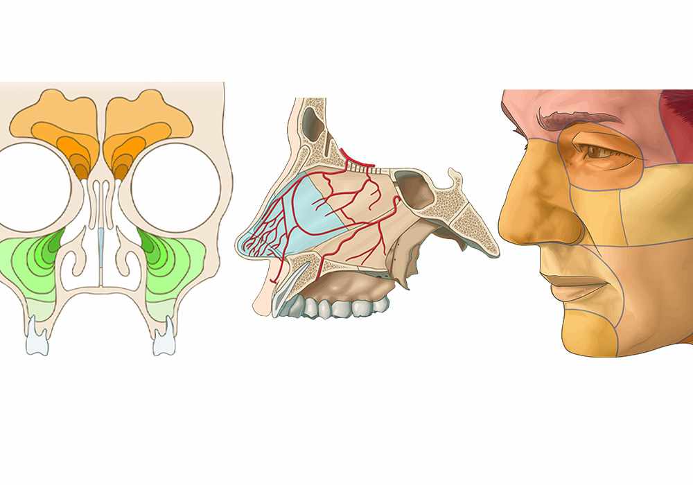 Atlas of the nasal cavity and paranasal sinuses anatomy