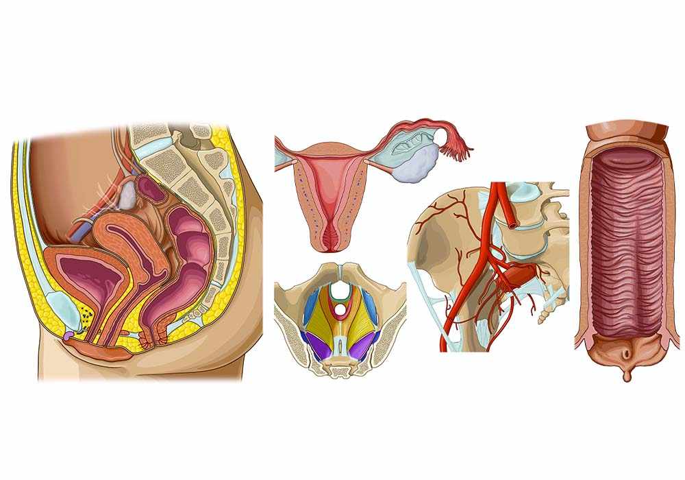 Atlas of anatomy of the female pelvis and genital system
