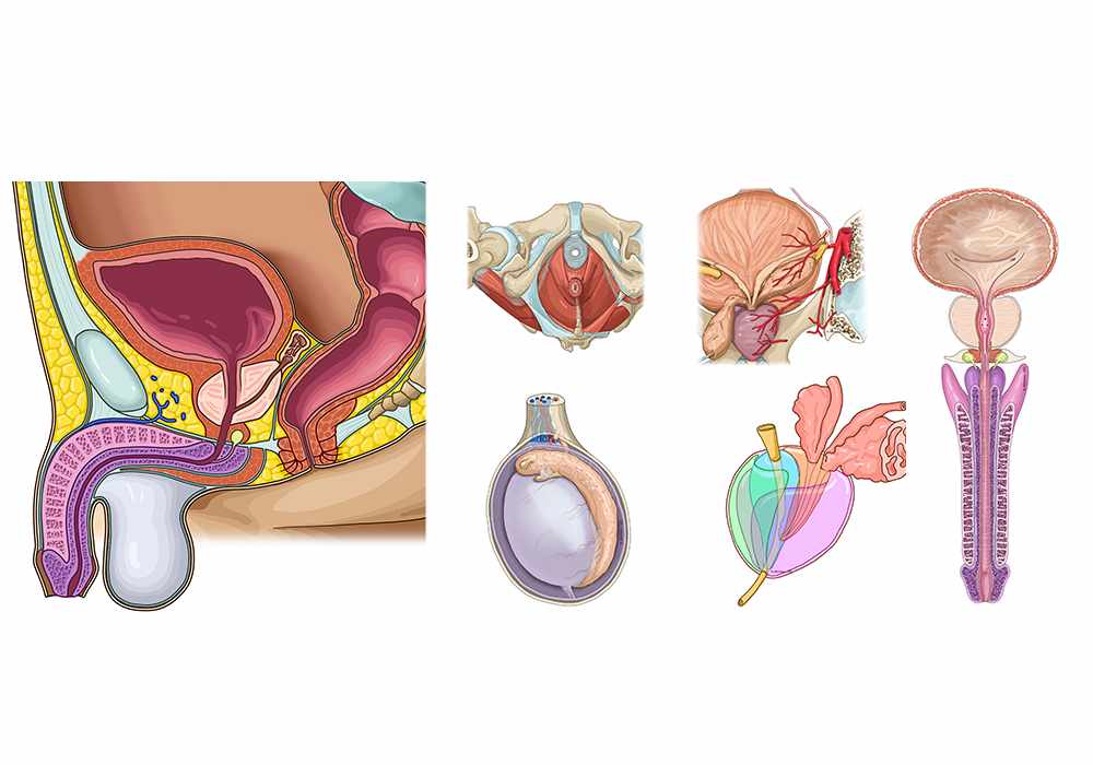 Atlas of anatomy of the male pelvis and reproductive system