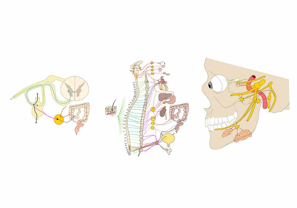 Anatomy of the autonomic nervous system