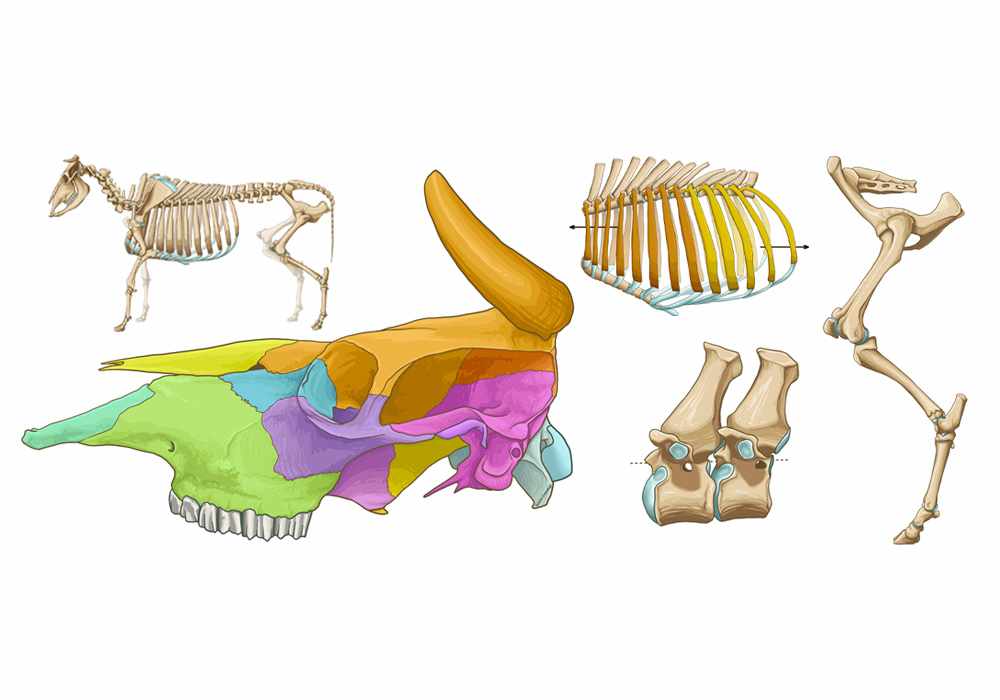 Bovine osteology - Illustrated anatomy atlas of the bones of the bull