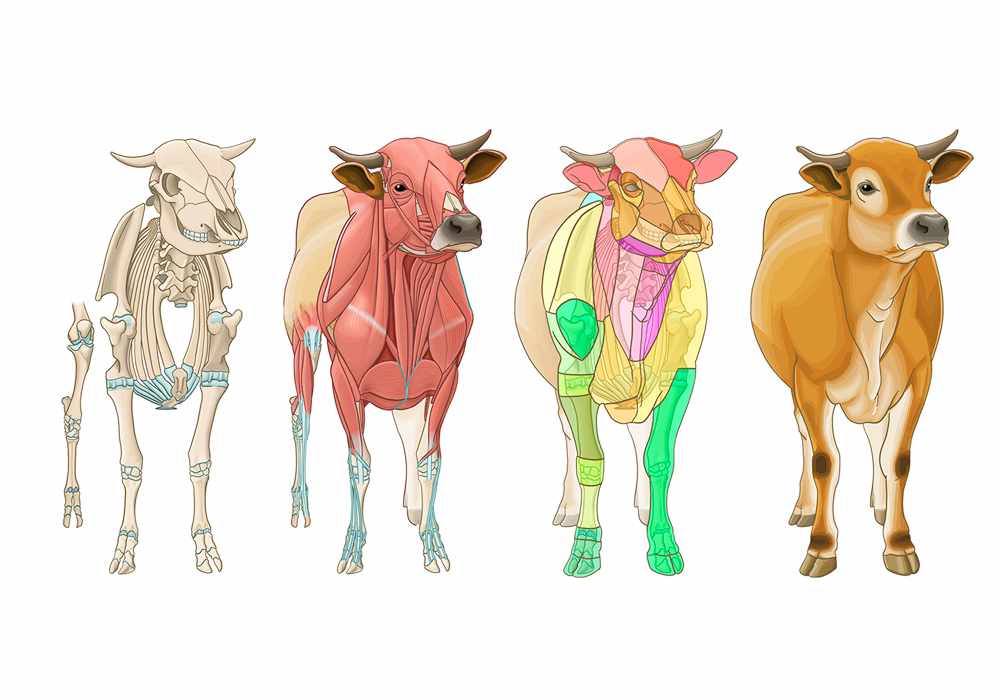 Bovine anatomy - Illustrated atlas