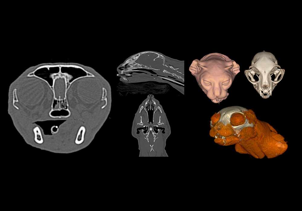 Anatomy of the normal feline head and neck on CT imaging