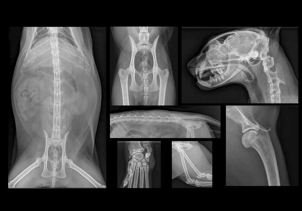 Atlas of feline anatomy on X-ray images