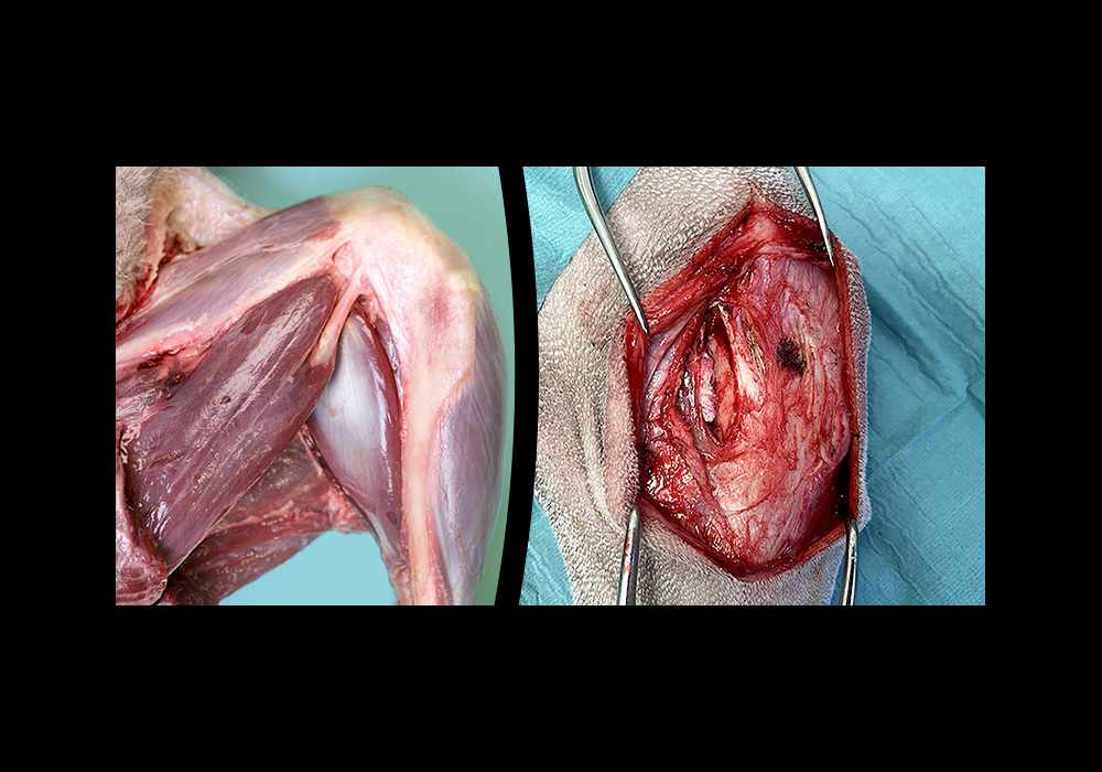 Anatomy atlas of the medial aspect of the knee in dog