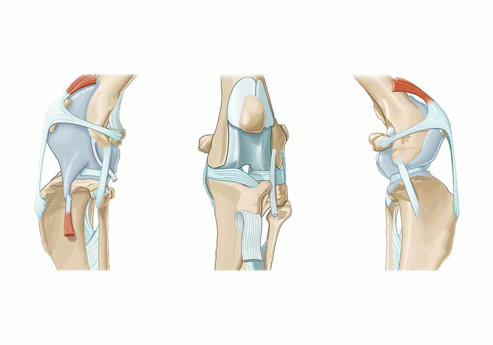 Canine arthrology - Illustrated atlas of anatomy the bones of the dog