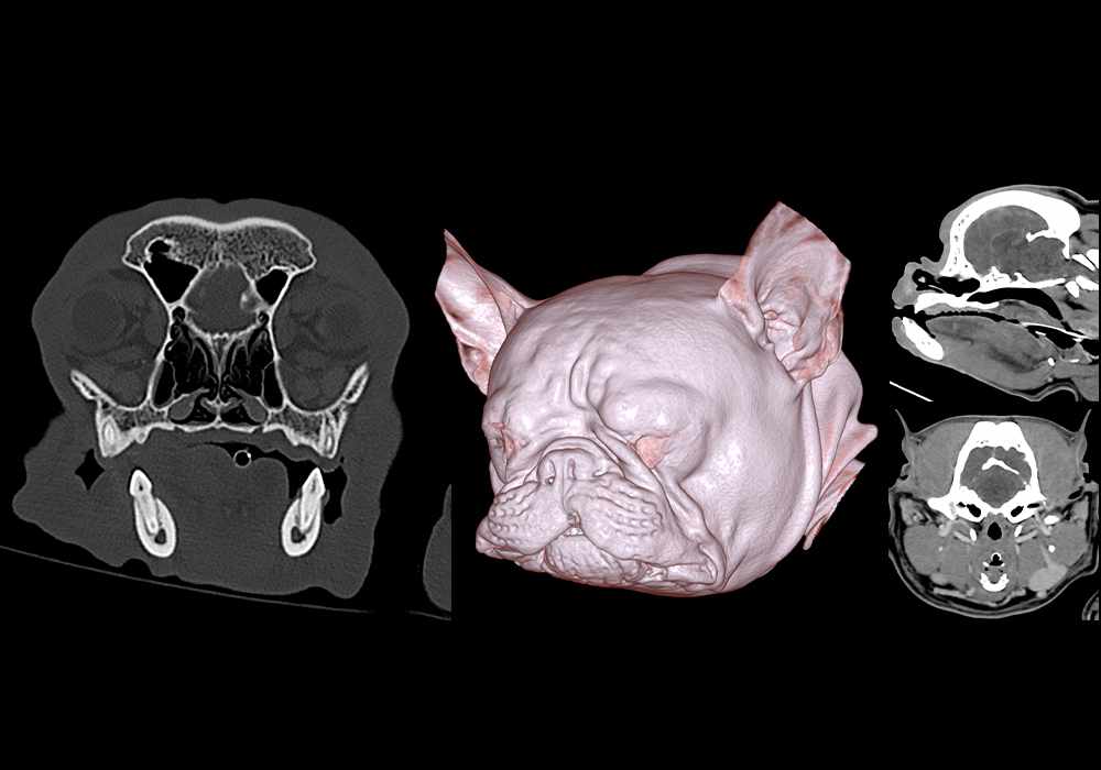 Ct Scan In Dogs Anatomy of the brachycephalic dog head using CT - Veterinary Radiology ...