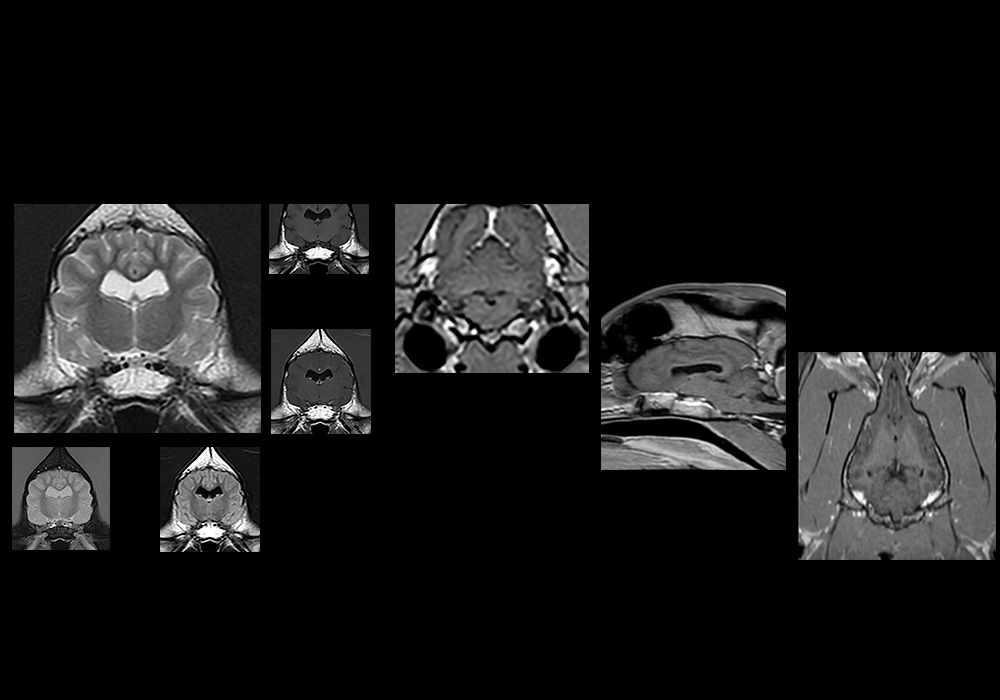 Brain of the dog on MRI - Atlas of veterinary anatomy