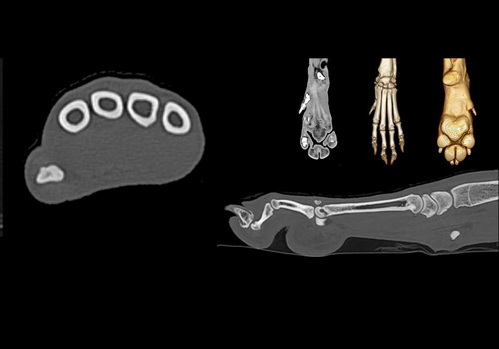 Anatomy of the canine hand (carpus, metacarpus and phalanges) on CT