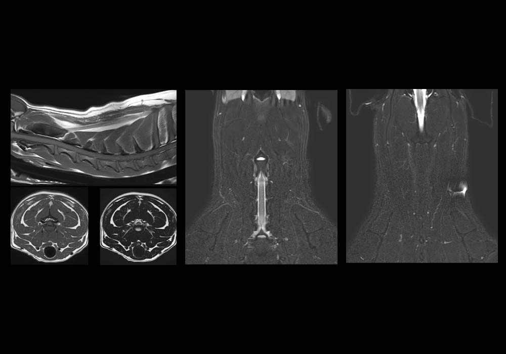 Anatomy atlas of labeled cross-section views of the canine cervical spine on MRI