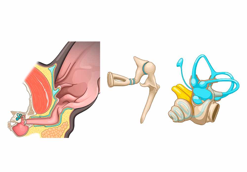 Anatomy atlas of the canine ear: external, middle and internal ear