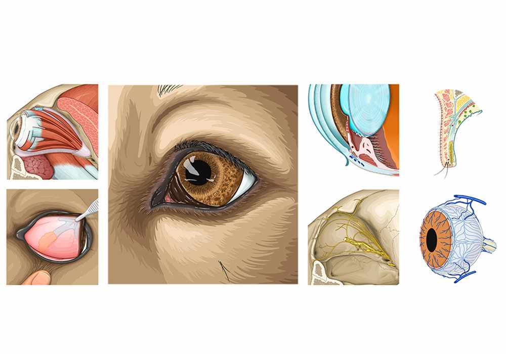 Anatomy atlas of the eye, orbit and accessory structures of the dog's eye