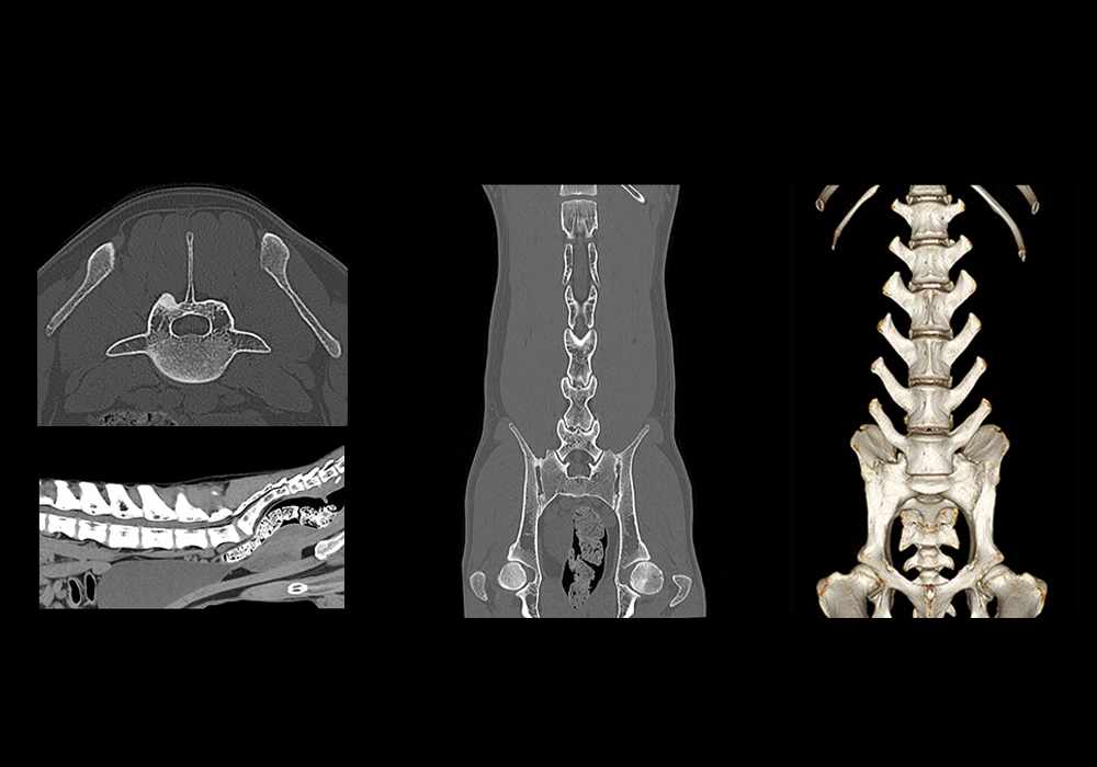 Anatomy of the canine lumbar vertebrae and lumbosacral junction (CT)