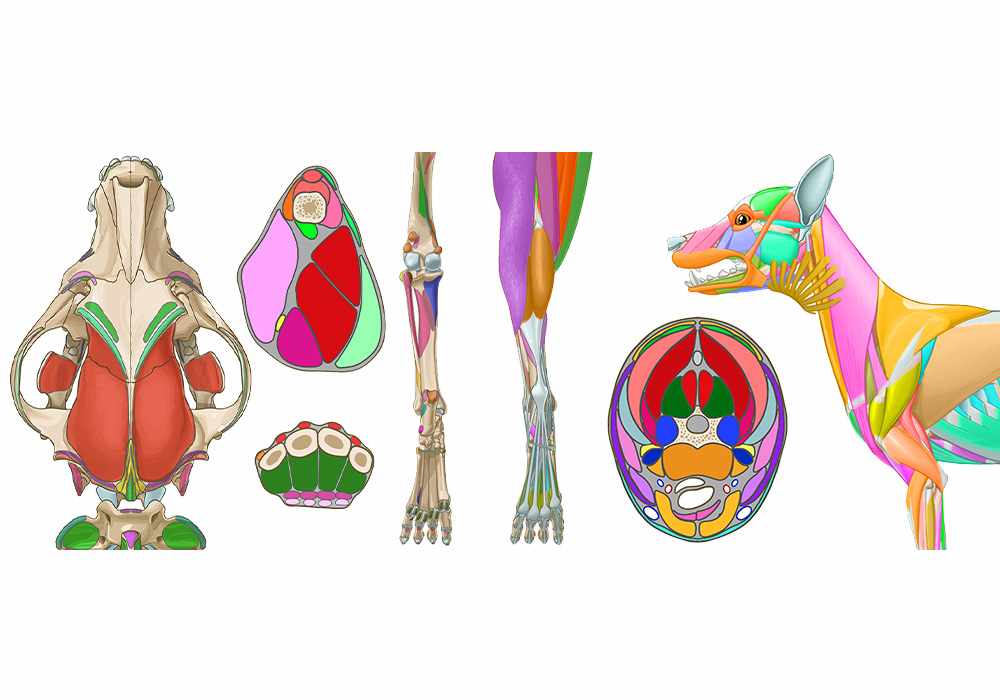 Canine myology - Illustrated atlas of anatomy of the muscles of the dog