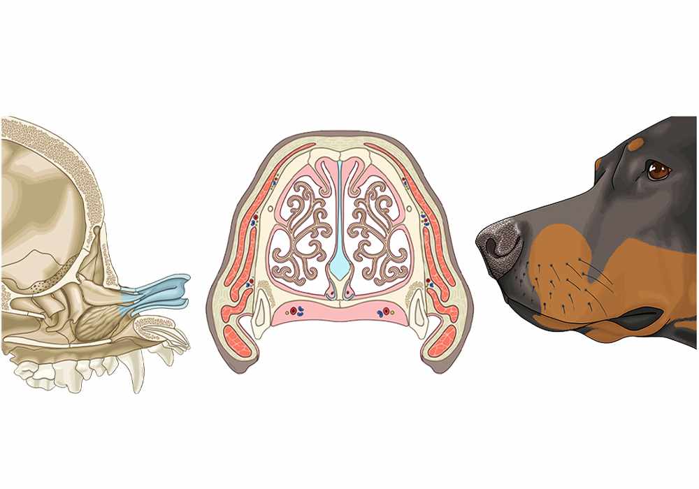 Anatomy atlas of the dog’s nasal cavity