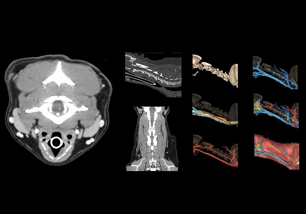 Labeled cross-sectional anatomy of the dog’s neck on CT