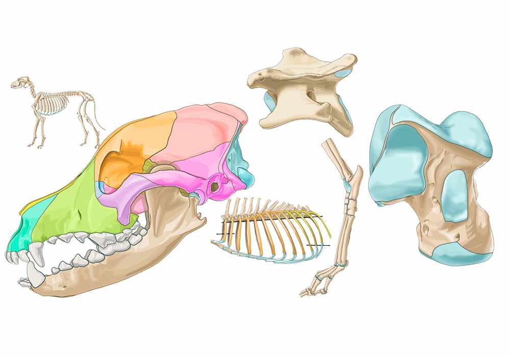 Canine osteology - Illustrated atlas of anatomy the bones of the dog