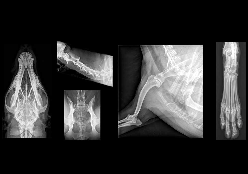 Atlas of anatomy on x-ray images of the dog
