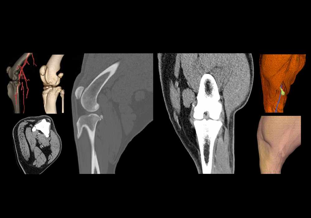 Anatomy of the canine stifle joint on CT imaging