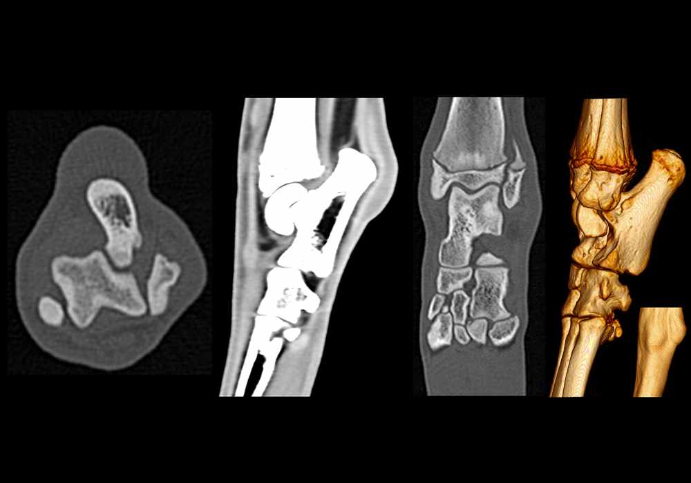 Anatomy of the canine pes (tarsus, metatarsus, tarsal joints, muscles, tendons) on CT