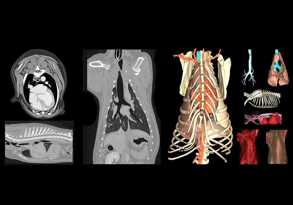 狗胸部: 正常解剖 | vet-Anatomy