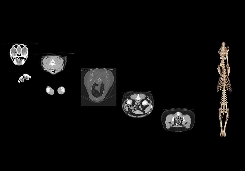 Anatomy of the canine whole body on CT