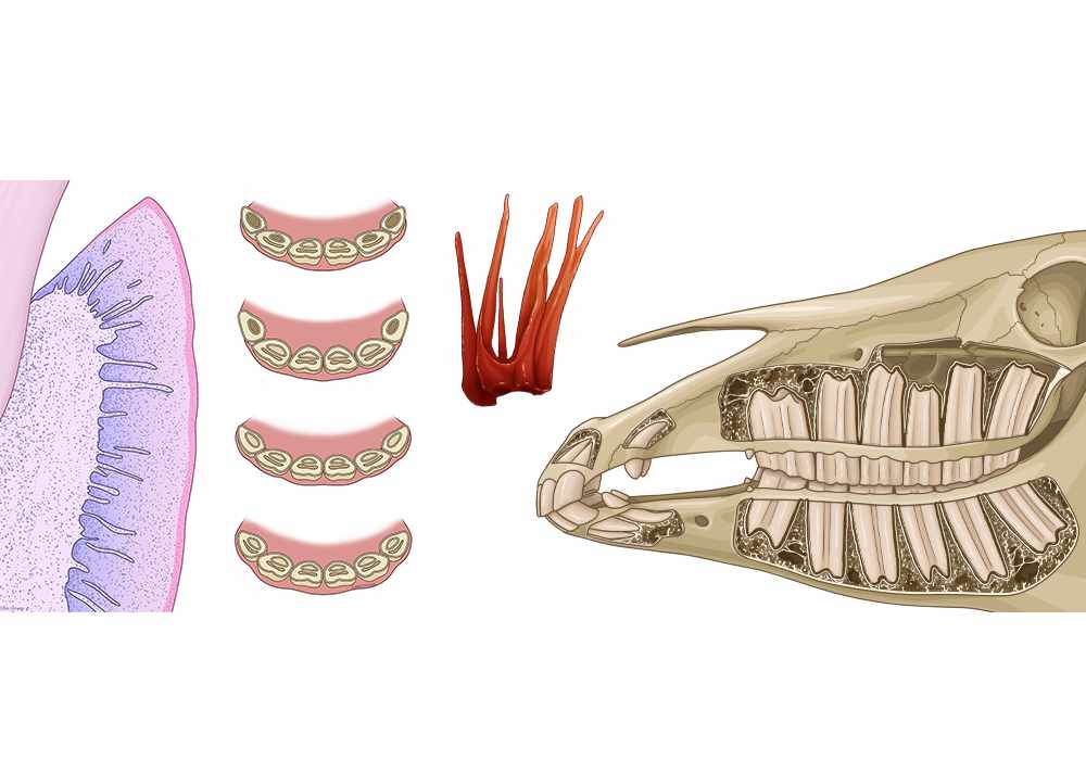 Anatomy atlas of the horse teeth, dental pulp, gum, wear of incisors.