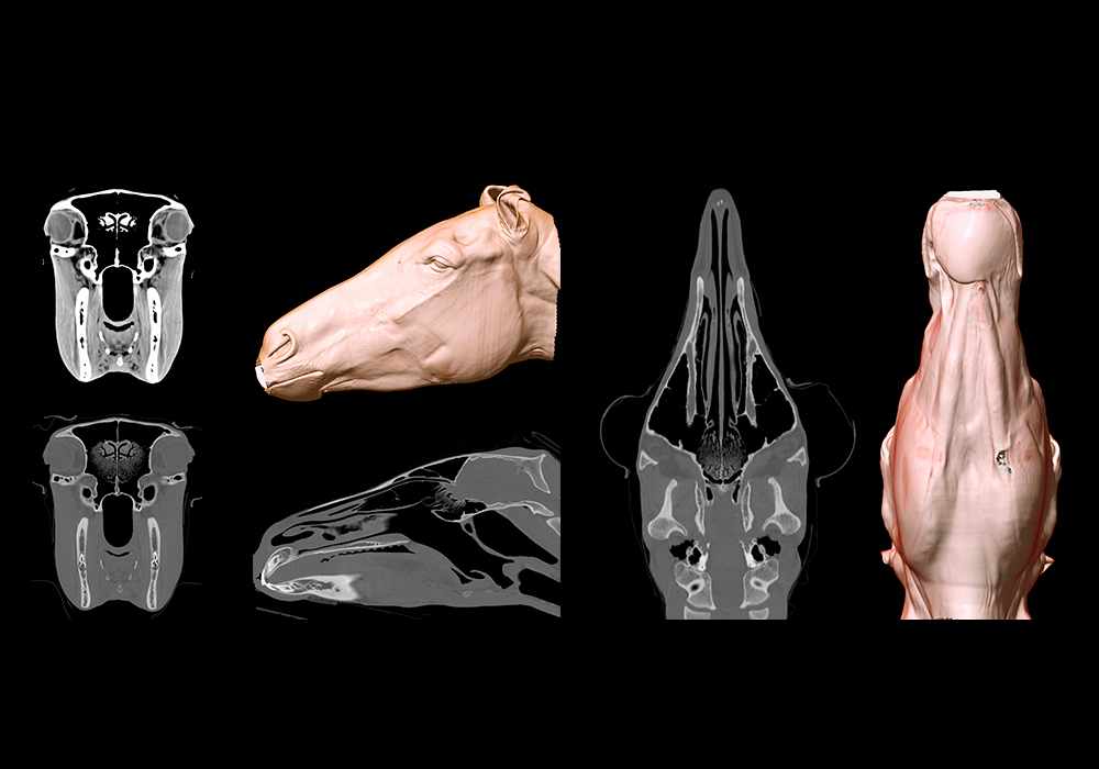 Labeled cross-sectional anatomy of the horse head on CT imaging