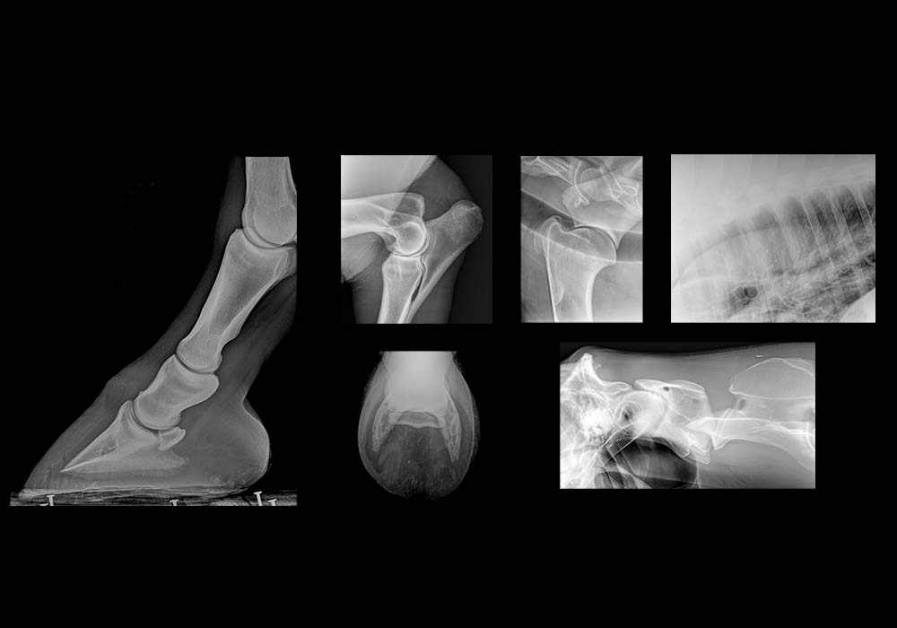 Atlas of radiological anatomy in the horse