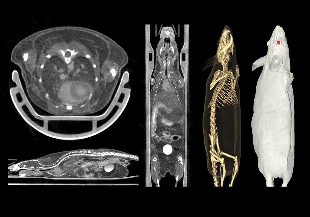 Labeled cross-sectional anatomy of the mouse on micro-CT